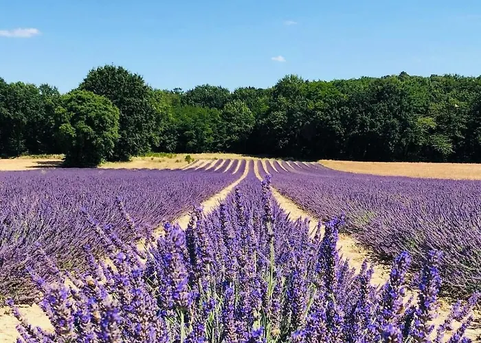 Coin De Paradis